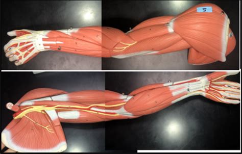 Muscles - Arm Diagram | Quizlet