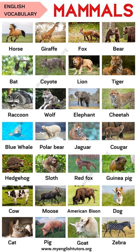 Mammals: List of Mammal Names in English with ESL Picture! - My English Tutors | Mammals ...