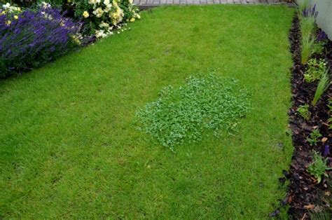 Spurge Weed Identification [How to Kill Spurge in Your Lawn]