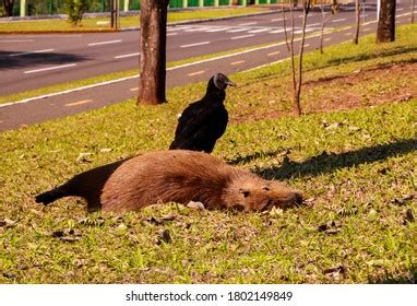 14 imagens de Dead capybara Imagens, fotos stock e vetores | Shutterstock