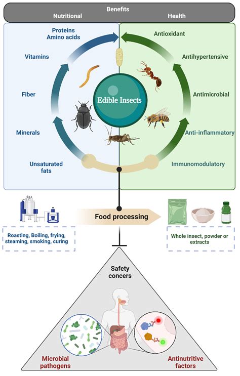 Insects | Free Full-Text | Beyond Human Nutrition of Edible Insects: Health Benefits and Safety ...