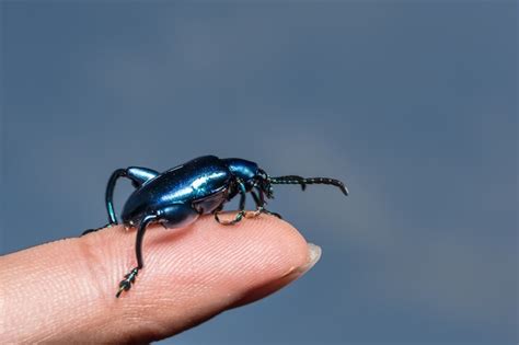 Premium Photo | Emerald beetle