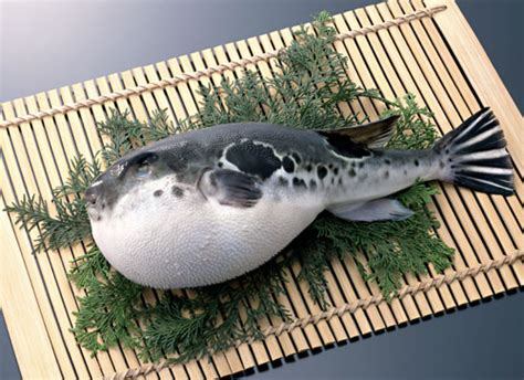 Fugu (puffer fish): Would you or wouldn't you? | JustHungry