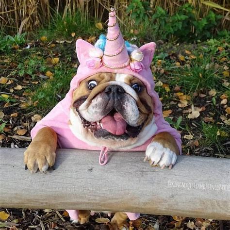 NATIONAL UNICORN DAY!!! Cute Puppies, Cute Dogs, I Love Dogs, Corgi Puppies, Terrier Puppies ...