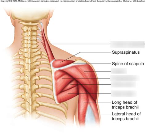 Scapula Posterior View Labeled Deltoid Muscle Isolated Anatomy | Porn ...