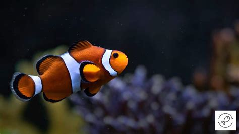 Where Do Clownfish Live? (Habitats of 10 Popular Clownfish Species)