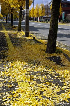 Autumn Colors in Japan's countryside (2011)