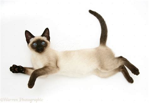 27+ Seal Point Siamese Cat Colors - Furry Kittens