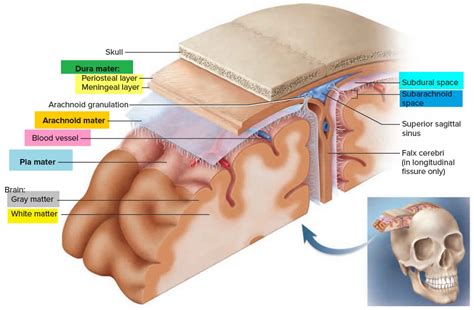 Epidural Space Dura Mater