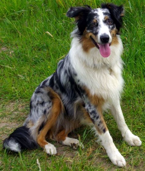 DOGS: Australian Shepherd Dog Photos