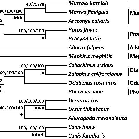 Sequence divergences among Caniformia ingroup species for 22 intron... | Download Scientific Diagram