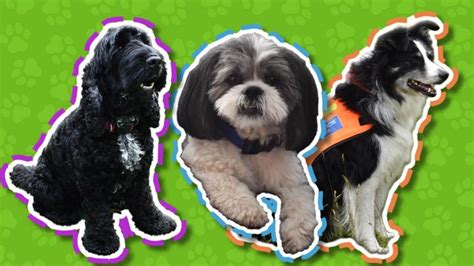 Dog Squad sticker quiz - CBeebies - BBC