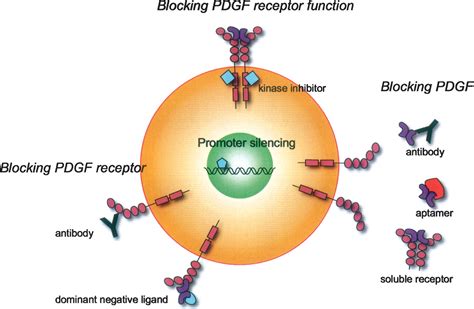 Role of platelet-derived growth factors in physiology and medicine