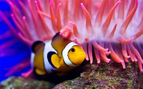 Clownfish Wallpapers - Wallpaper Cave