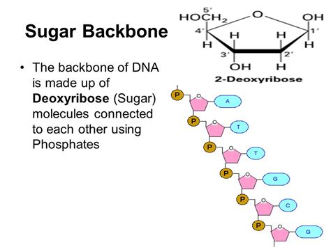 What forms the backbone of the DNA molecule? | Socratic