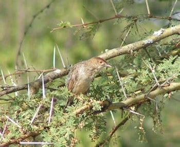 Rattling Cisticola - BirdForum Opus | BirdForum