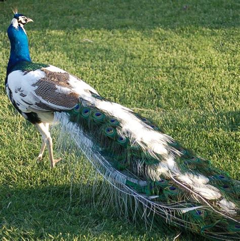 http://www.texaspeafowl.com/DSC_0057.JPG | Beautiful birds, Exotic ...