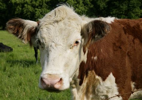 Flickriver: Most interesting photos from Anything Cows... [10 per day] pool