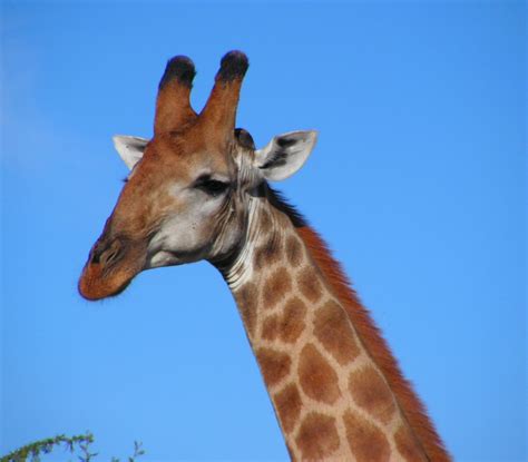 File:South African Giraffe, head.jpg - Wikipedia