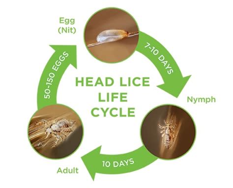 Lice Facts - Get educated and prevent lice in the future!