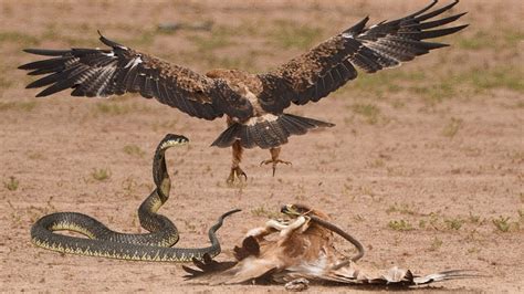 Eagle vs Snake Real Fight _ Snake vs Mongoose _ Eagle Attack Snakes ...