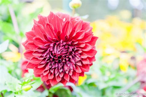 Red Dahlia 2 – Ambient Lens