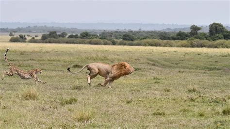 Cheetah Vs Lion Fight