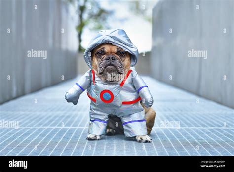 Astronaut dog. French Bulldog wearing funny Halloween space suit ...