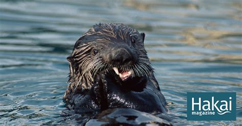 Alaska’s Sea Otters Have Individual Eating Habits | Hakai Magazine