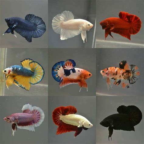 Plakat IBC area 6 | Betta fish, Betta fish types, Pet fish