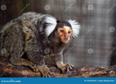 Common marmoset stock photo. Image of jungle, nails - 163496344