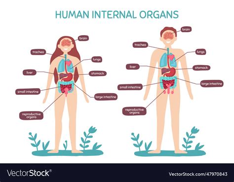 Cartoon human body anatomy male and female Vector Image