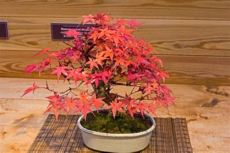 Japanese Maple Bonsai (Acer Palmatum): Growing and Care Guide | Florgeous