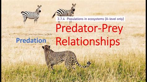 Predator-Prey Relationships A level Biology - YouTube