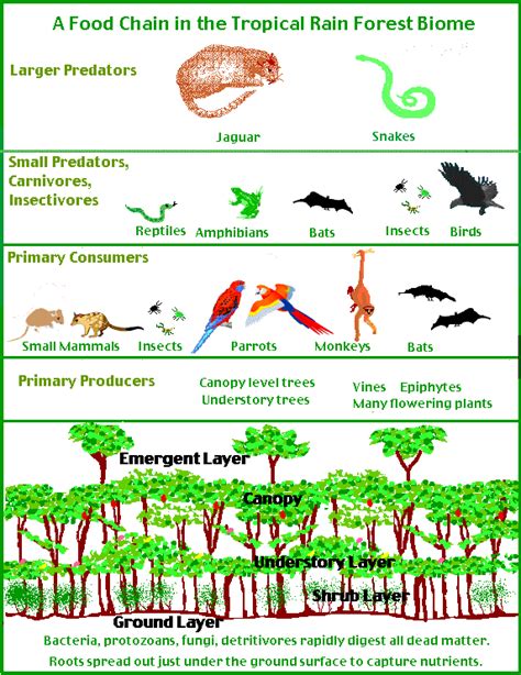 Rainforest Biome | Rainforest food chain, Rainforest activities, Biomes