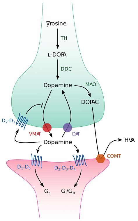 2000px-Dopaminergic_synapse.svg - ParkinsonNEXT