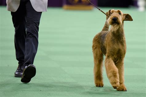 Breeds with the Most Wins at the Westminster Dog Show | Reader's Digest