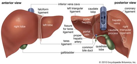 1: Liver: (a) anterior and (b) posterior views [14]. | Download Scientific Diagram