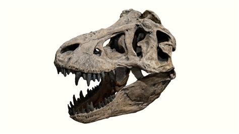 t-rex skull - 3D Model on Polycam