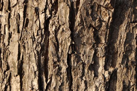 Bark of tree texture. | High-Quality Nature Stock Photos ~ Creative Market