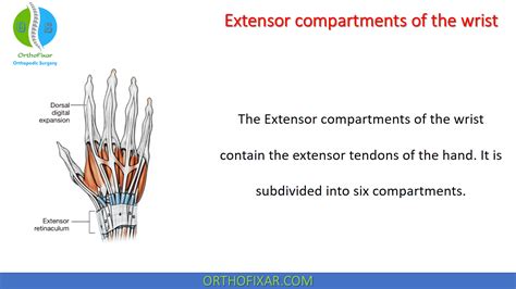 Extensor Compartments Of The Wrist • Easy Explained - OrthoFixar 2022 in 2022 | Wrist anatomy ...