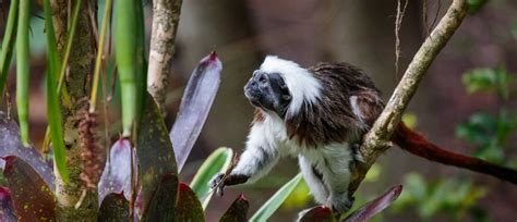 Cotton-top tamarin | Critically Endangered Monkeys | Auckland Zoo