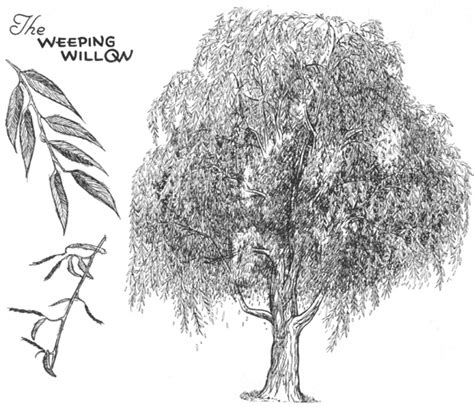 How to Draw Trees, Bark, Twigs, Leaves and Foliage Drawing Tutorial ...