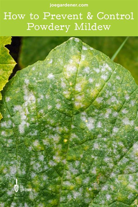 Powdery Mildew Prevention & Control | joe gardener® in 2024 | Powdery ...