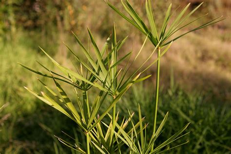 File:Papyrus plant.jpg - Wikimedia Commons