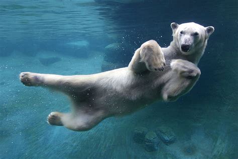 Swimming Polar Bear Pictures, Photos, and Images for Facebook, Tumblr ...