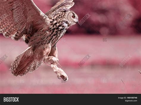 Night Owl. Owl Night Image & Photo (Free Trial) | Bigstock