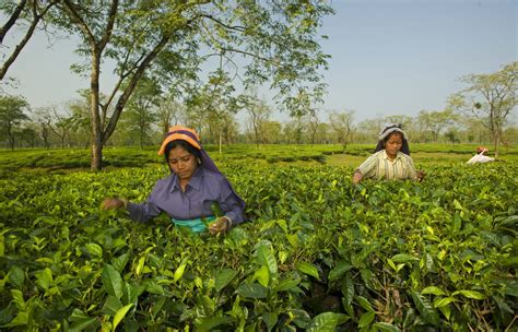 Two Leaves and the Birds: Notes from Tea Gardens of the Dooars ...