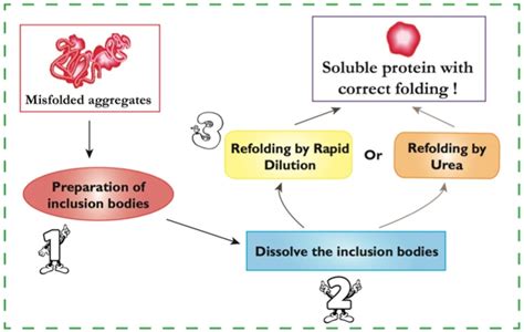 Inclusion Body Purification & Protein Refolding - Profacgen