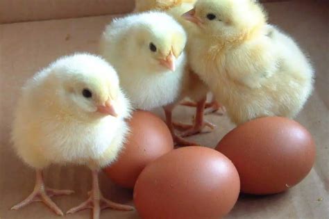 Chicken Breeds - Pictures, Description and Information